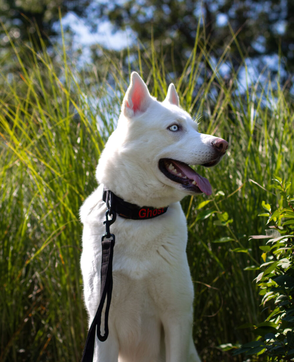Alpha 1″ Nylon Leash Double Ply - Image 8