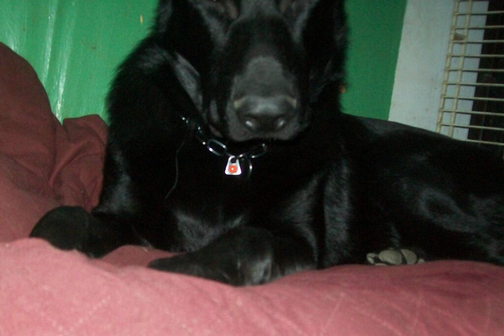 Image #1 from Phyllis