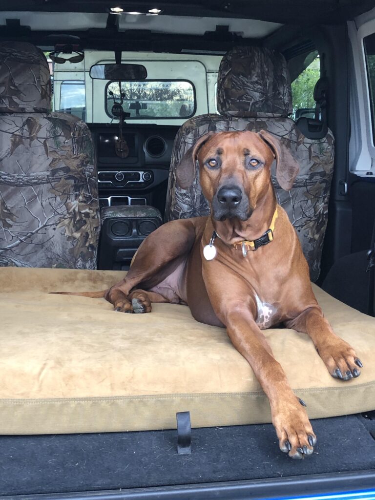 Image #1 from RHODESIAN RIDGEBACK AGGRESSIVE CHEWER