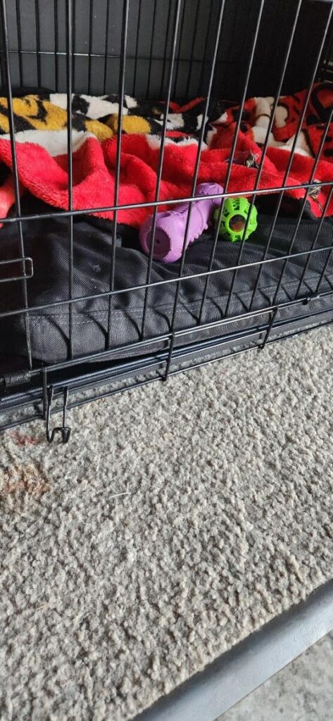 Image #1 from Cassandra Comeau