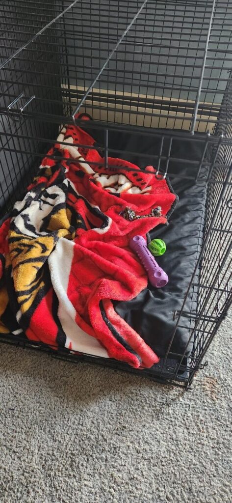 Image #2 from Cassandra Comeau