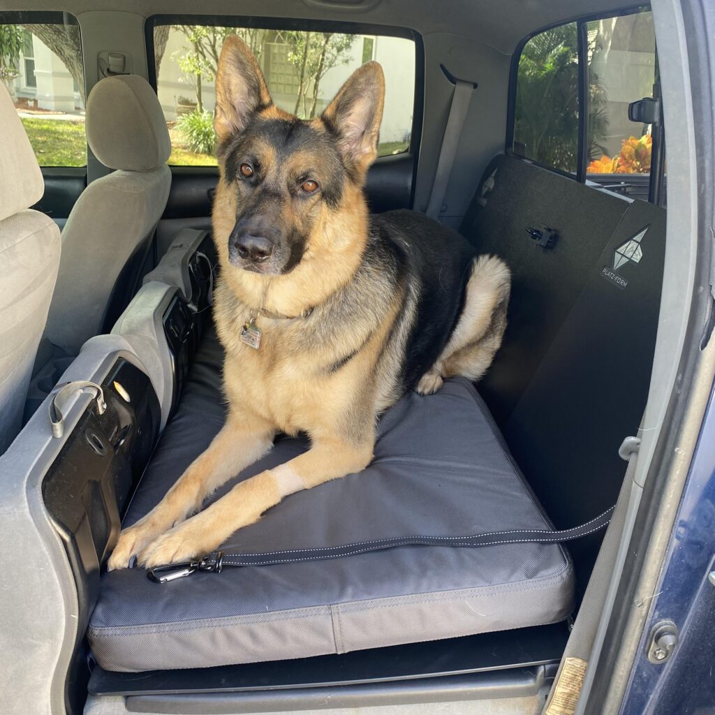 How to Keep Your Dog Comfortable During a Move