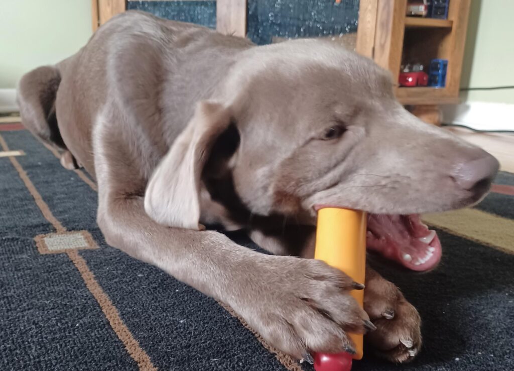 Image #1 from Nicole Steingraber