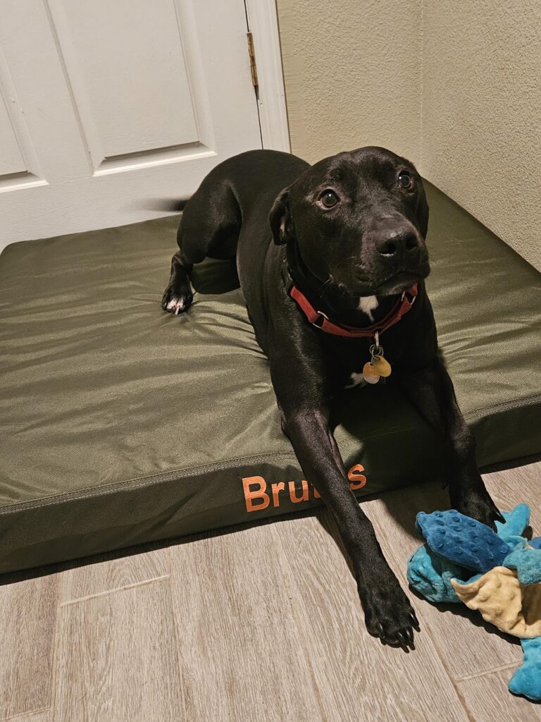 Image #1 from Joni Falanga