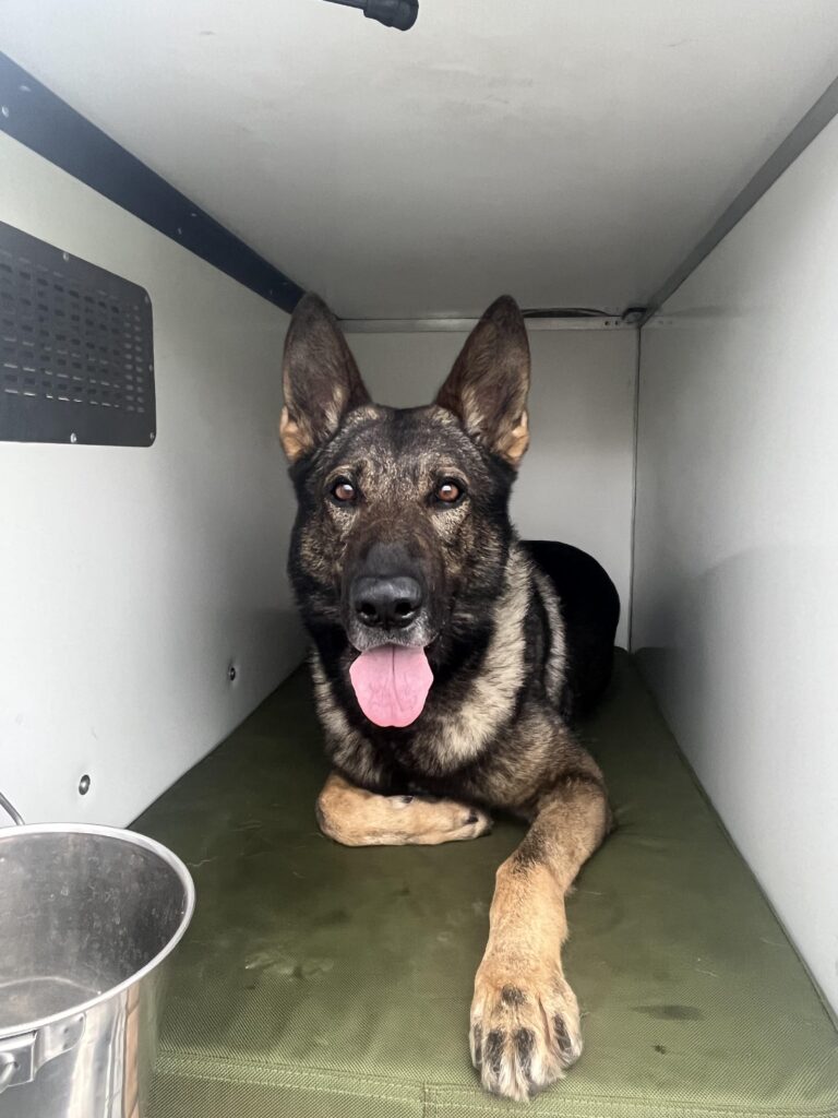 Custom Dog Beds for Every Adventure: Gorilla Dog Beds in SUVs, Boats, RVs, and the Home