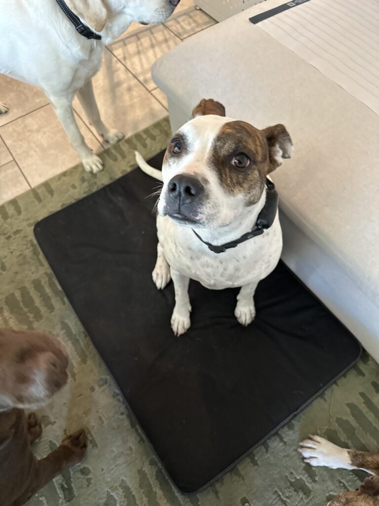 Image #1 from Ashley B