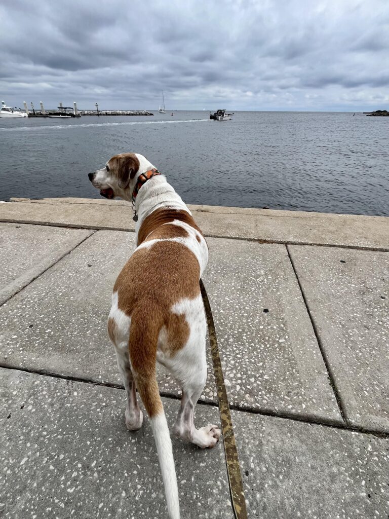 Best Pet-Friendly Places to Road Trip in an RV