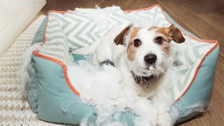Guide To Purchasing Indestructible Dog Beds