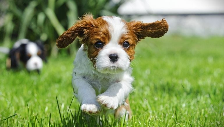 The Importance of Teaching Your Puppy Impulse Control