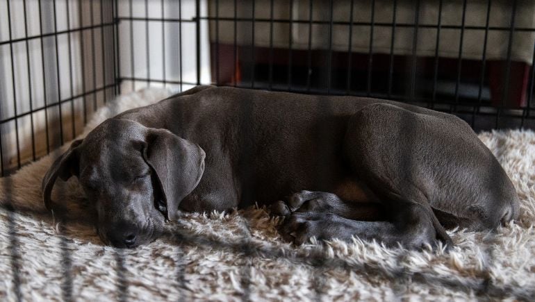 Crate size for labrador clearance puppy