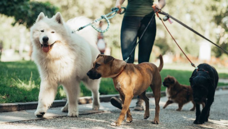 Best Practices for Walking Multiple Dogs at Once