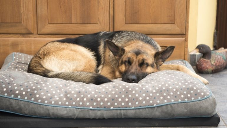 What To Look For in a Luxury Dog Bed for Your Pup