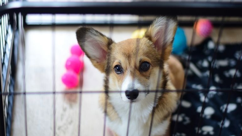 The Biggest Crate Training Mistakes To Avoid