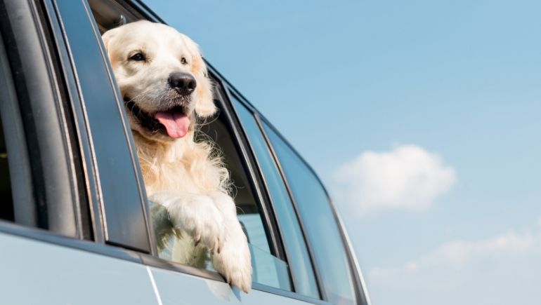 Best Practices for Traveling with Your Dog