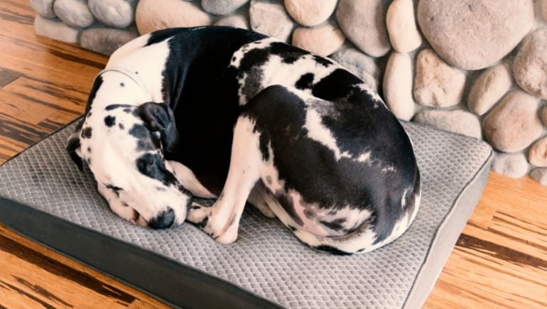 Why Your Big Dog Should Have Their Own Bed