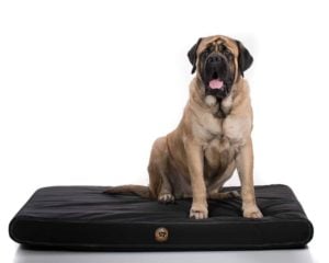 Bed for dog shop that chews everything