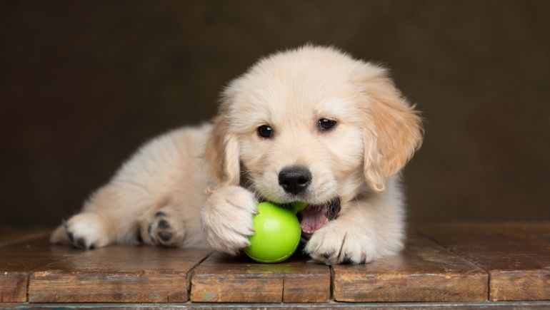 Reasons Why Puppies Chew and How To Stop It