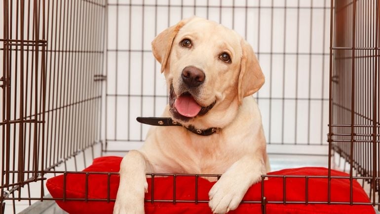 The Benefits of Owning a Dog Crate