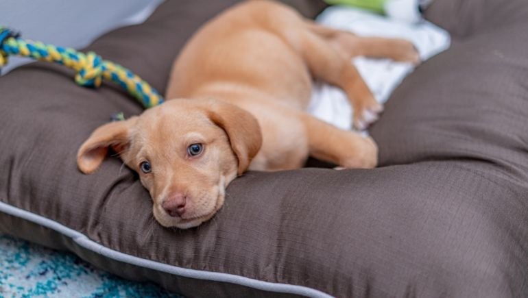 How to train dog to sleep in hotsell his bed