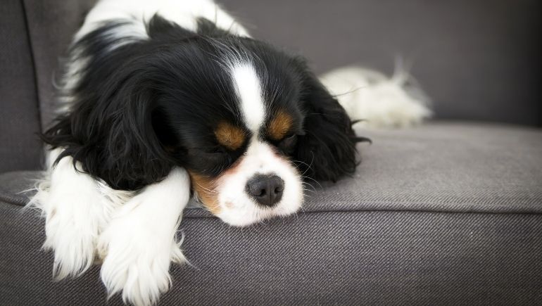 Common Sleep Disorders in Dogs