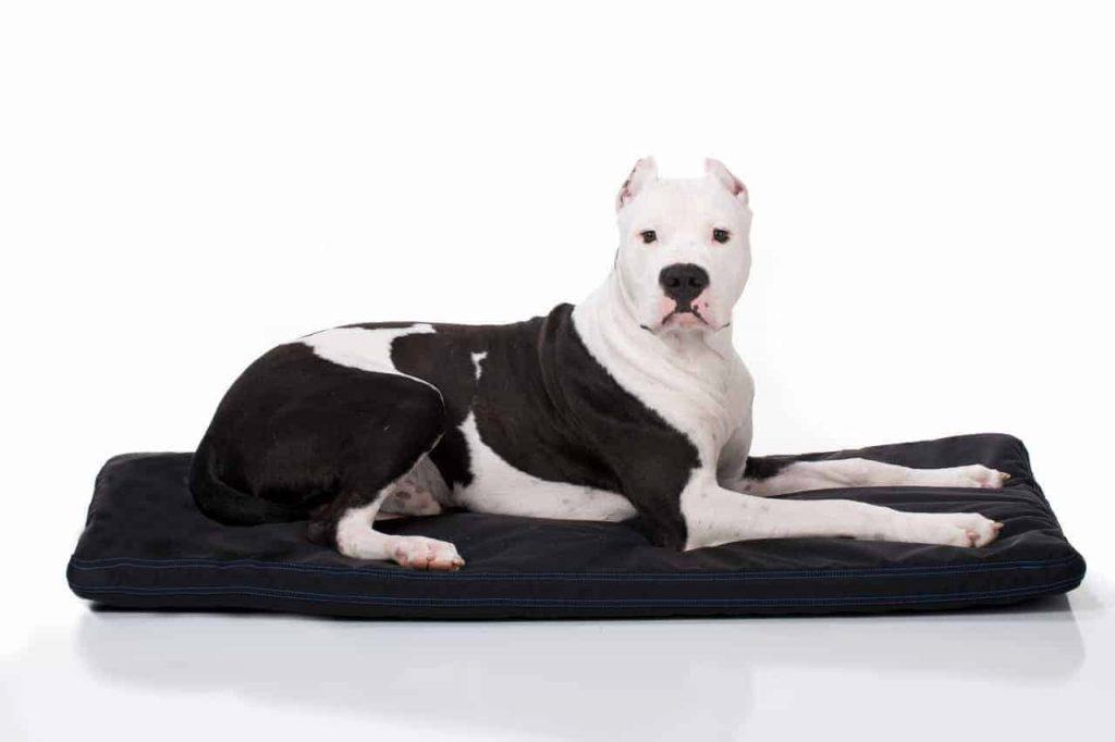 Gorilla Ballistic Tough Orthopedic Dog Crate Pad