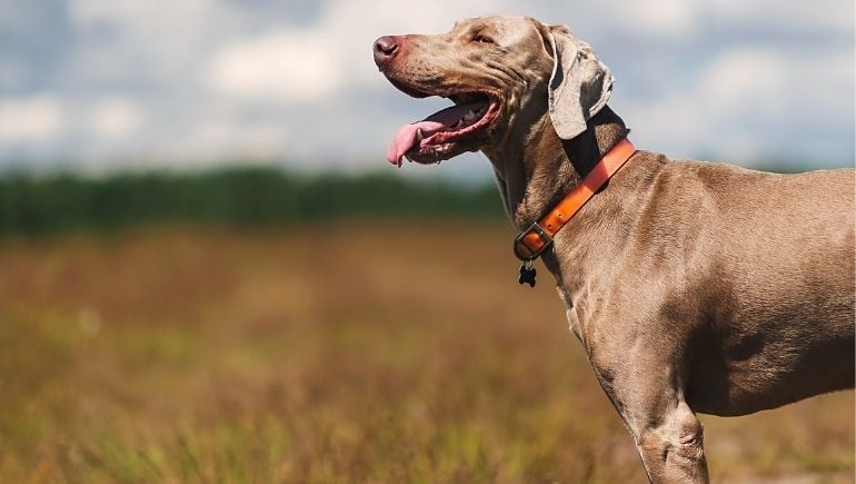 The Most Common Type of Dog Collars for 2022
