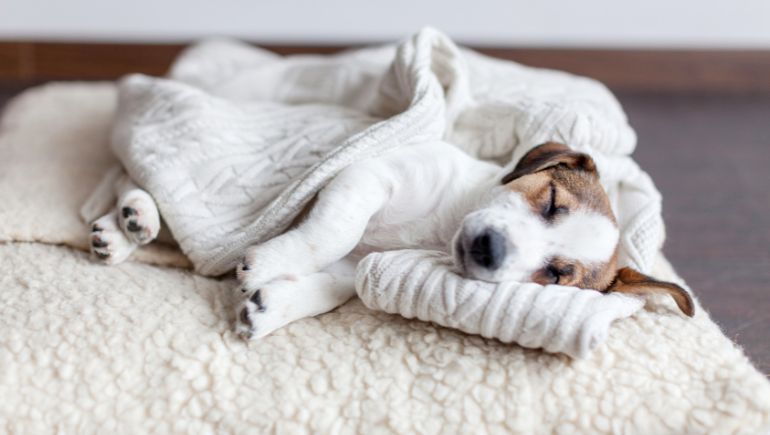 How to keep your 2024 bed clean with dogs