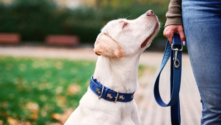 Dog on a short clearance leash