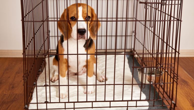 The Benefits of Crate Training Your Puppy