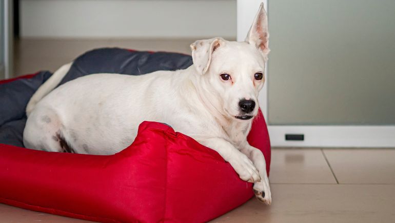 3 Signs Your Dog Needs an Orthopedic Bed