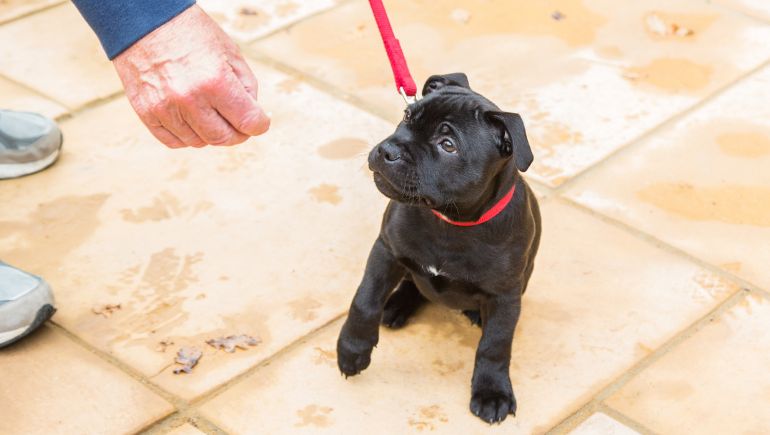 4 Must-Haves for Training Your New Puppy