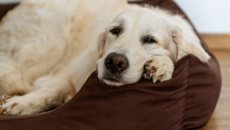 The Best Tips for Managing Canine Arthritis