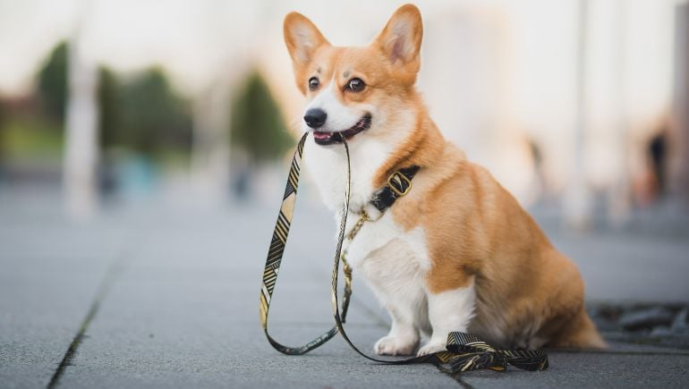 Dog best sale leash types