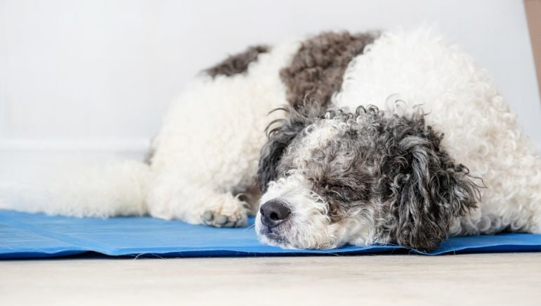 Cool down dog clearance bed