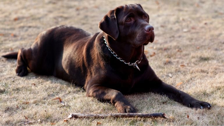 Ways To Ensure Your Dog’s Collar Fits Correctly