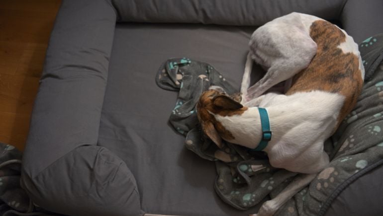 What Your Dog’s Sleeping Position Says About Them