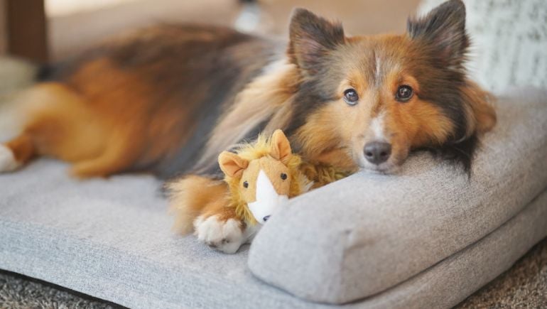 Chew-Proof Dog Beds vs. Traditional: Which Is Right for You?