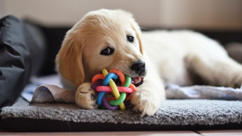 4 Ways To Encourage Appropriate Chewing for Your Dog