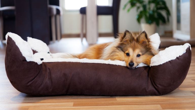 Common Mistakes People Make When Choosing a Dog Bed