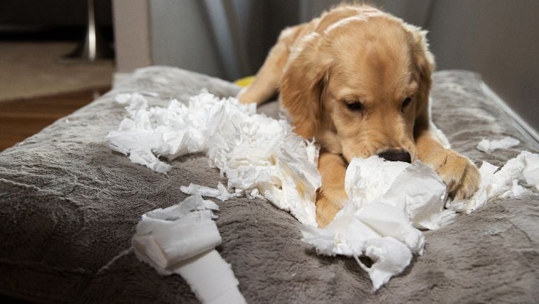 6 Tips To Protect Your House From Puppy Chewing
