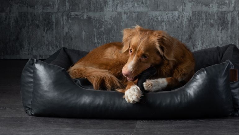 Choosing the Right Dog Bed Based on Their Size