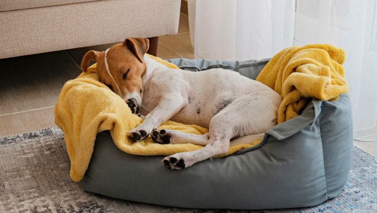 Hard vs. Soft Beds: Which Is Best for Your Dog?