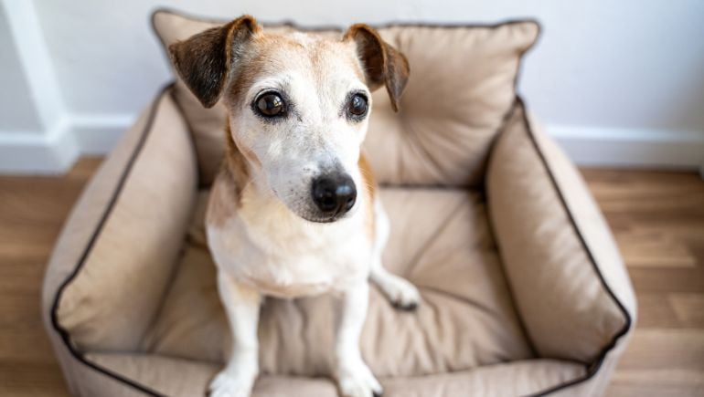 Orthopedic vs. Memory Foam Dog Beds: Which To Choose?