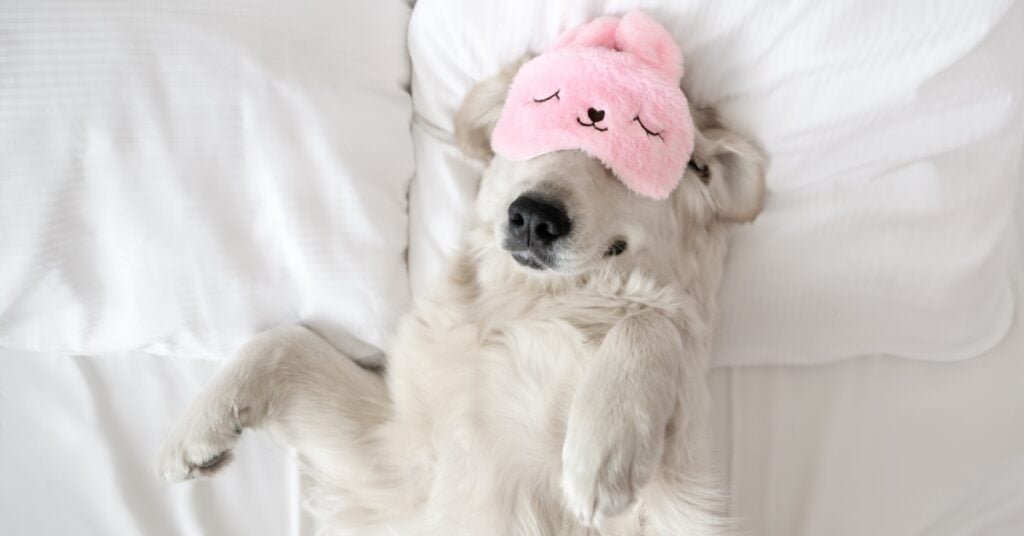A happy golden retriever dog wears a pink sleep mask over her eyes while relaxing in a bed with white sheets.