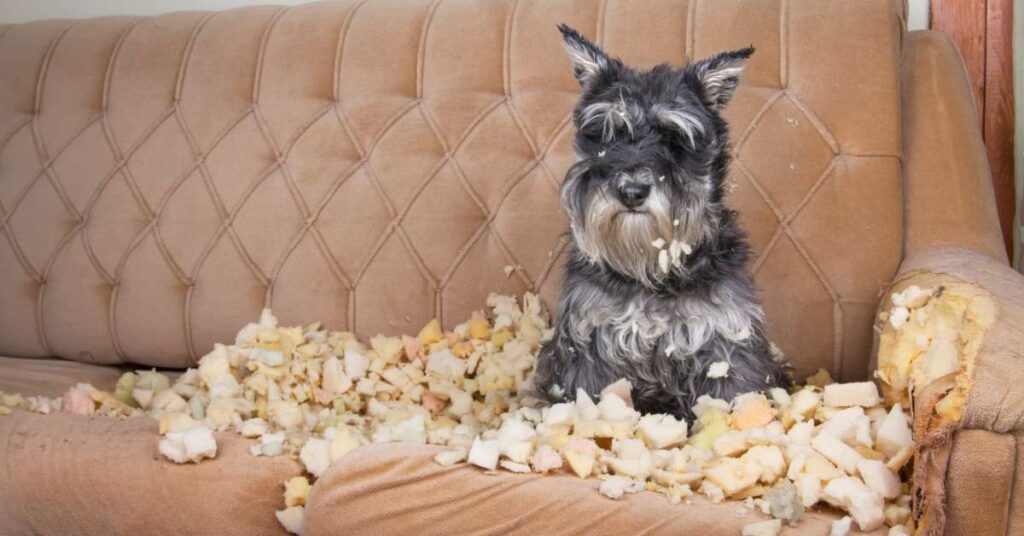 A miniature Schnauzer sits on a damaged tan sofa, surrounded by the foam she has just ripped out of the armrest.