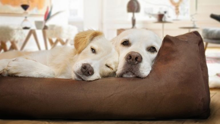 How an Orthopedic Dog Bed Can Help Their Arthritis