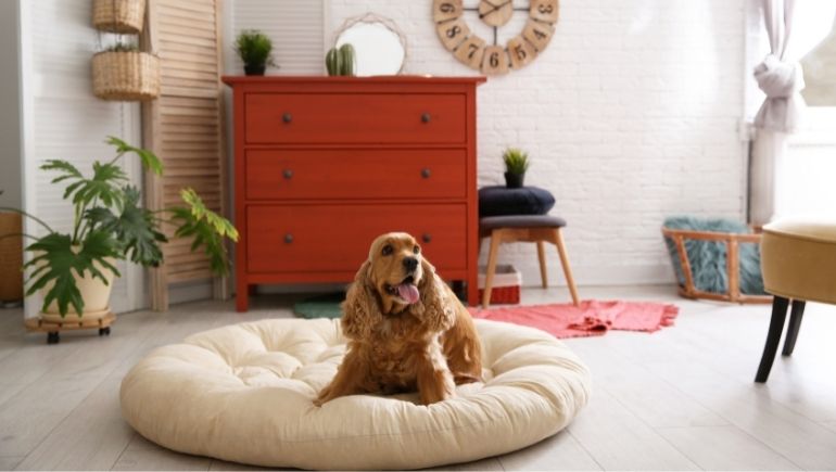 5 Health Benefits of Comfortable Dog Beds