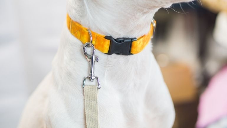 The Different Types of Popular Dog Collars
