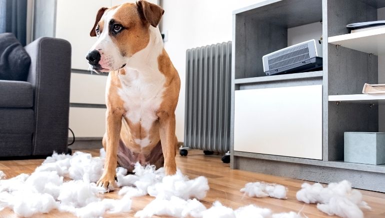 Signs It’s Time To Replace Your Dog’s Bed