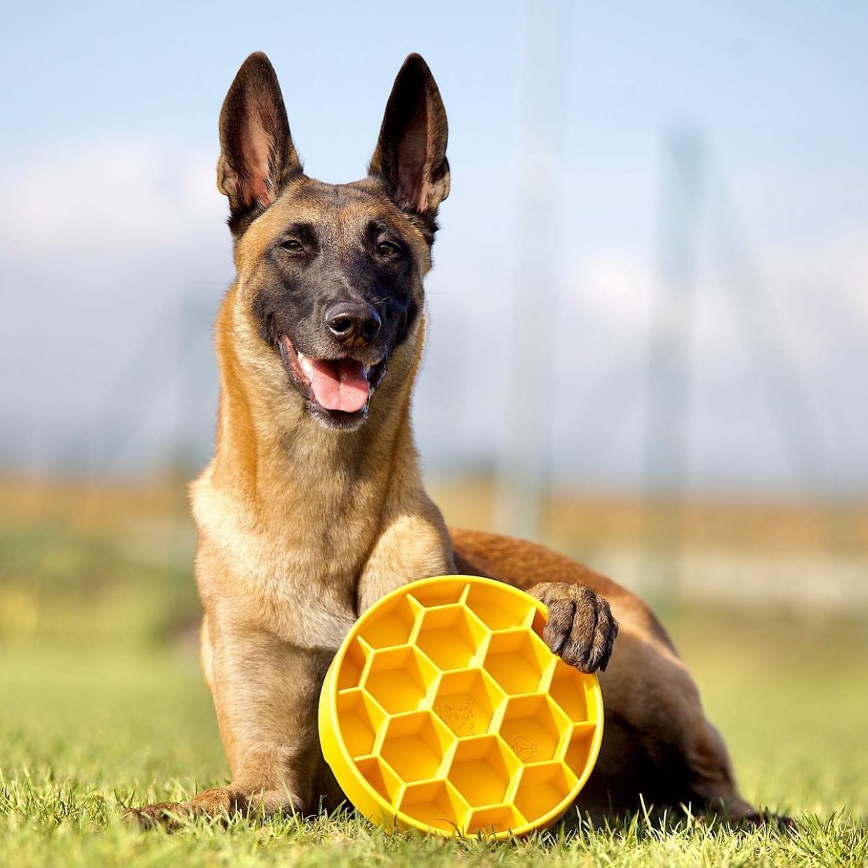 SodaPup Honeycomb Slow Feeder Bowl Yellow – Four Muddy Paws